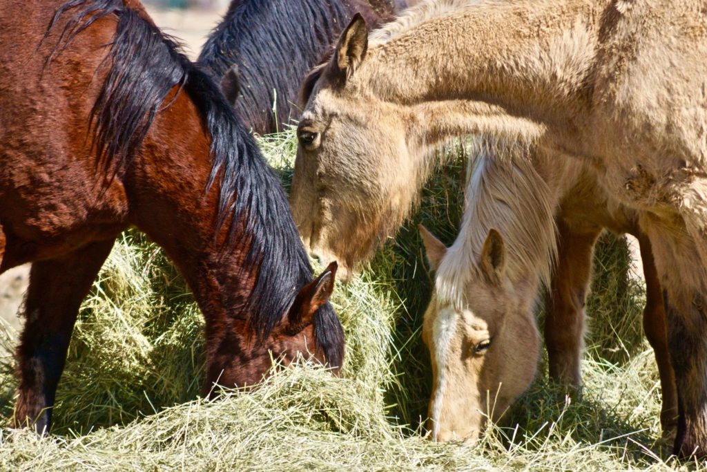 Colorado Unwanted Horse Alliance COVID19 EMERGENCY RESPONSE